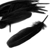 Goose Feather - Large Pointed (12 Pack)