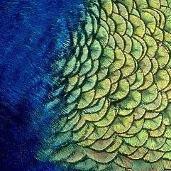 Peacock Feather Plumage (20 Pack)