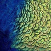 Peacock Feather Plumage (20 Pack)