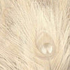 Peacock Eye Feather 75-85cm