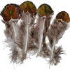 Peacock Feather Plumage (20 Pack)