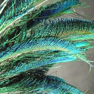 Peacock Feather Sword - Natural (5 Pack)