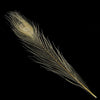 Peacock Eye Feather 20-30cm (3 Pack)