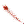 Peacock Eye Feather 20-30cm (3 Pack)