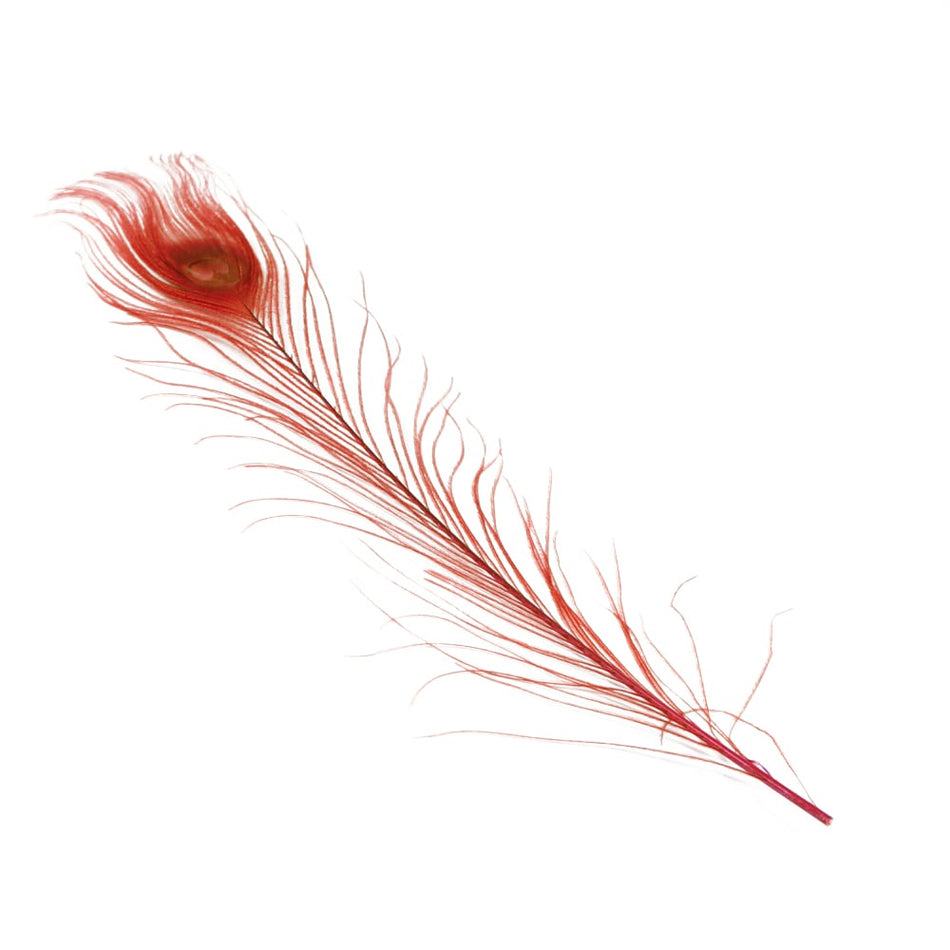 Peacock Eye Feather 20-30cm (3 Pack)
