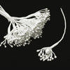 Flower Stamen - Pearl Cluster