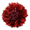Flower Aster Bloom