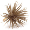 Flower Feather Spiky Biot Thistle