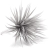 Flower Feather Spiky Biot Thistle