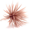 Flower Feather Spiky Biot Thistle