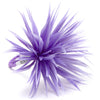 Flower Feather Spiky Biot Thistle