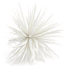Flower Feather Spiky Biot Thistle