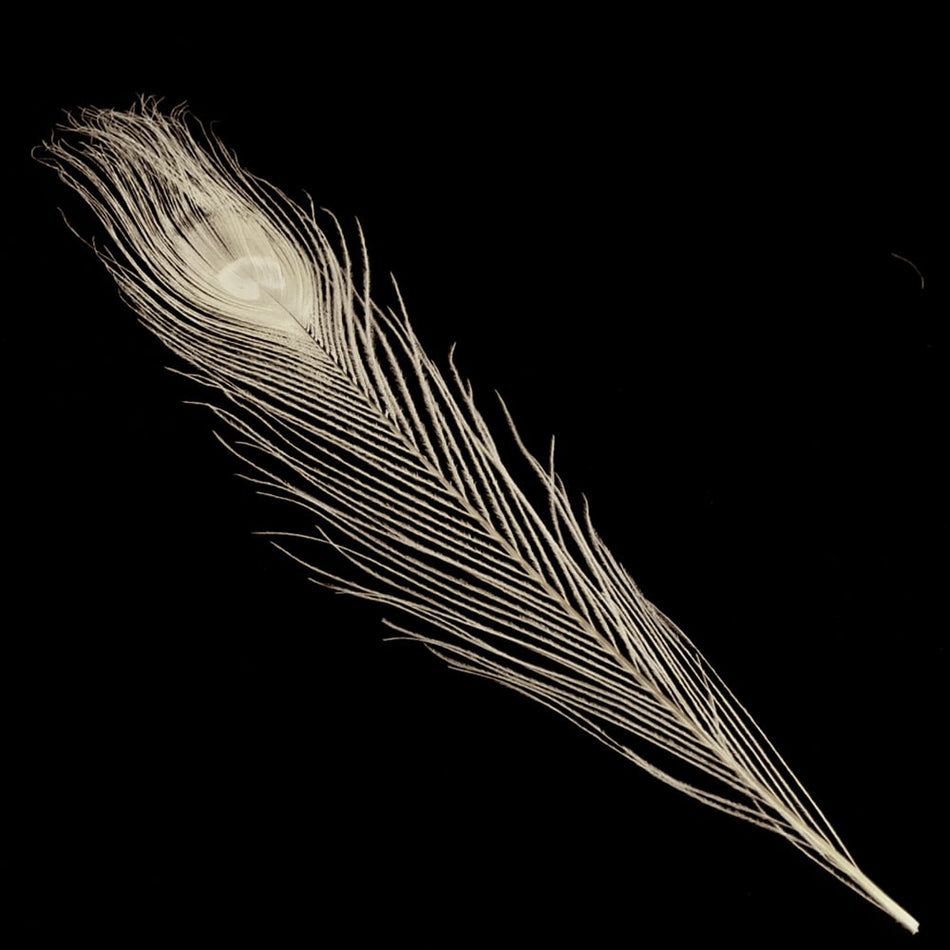 Peacock Eye Feather 20-30cm (3 Pack)