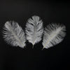 Ostrich Feather Plume 15-20cm (3 Pack)